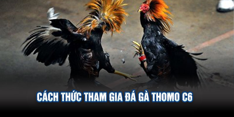 Cách Thức Tham Gia Đá Gà Thomo C6