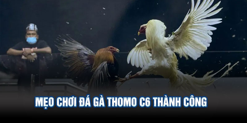Mẹo Chơi Đá Gà Thomo C6 Thành Công